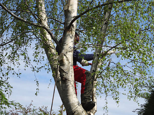  Comstock Northwest, MI Tree Services Pros