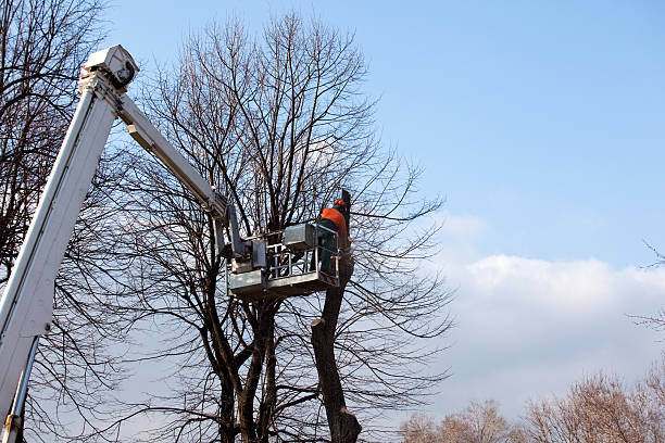 Best Utility Line Clearance  in Comstock Northwest, MI